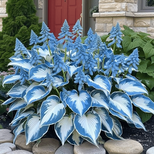 🔥🔥Premium Rare Hosta Seeds🌿 (Shade Tolerant Plant)