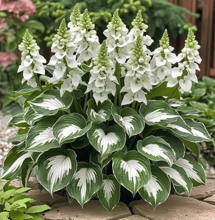 🔥🔥Premium Rare Hosta Seeds🌿 (Shade Tolerant Plant)