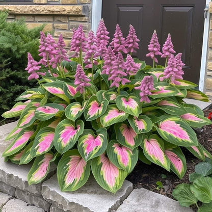 🔥🔥Premium Rare Hosta Seeds🌿 (Shade Tolerant Plant)