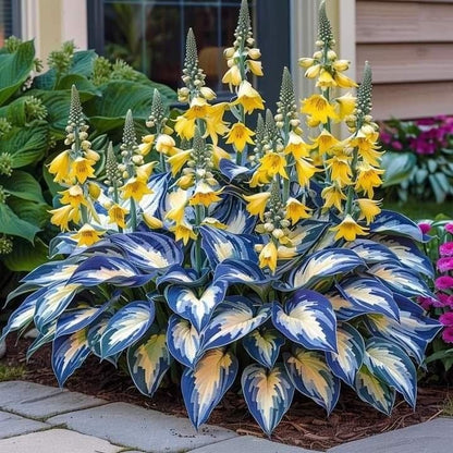 🔥🔥Premium Rare Hosta Seeds🌿 (Shade Tolerant Plant)