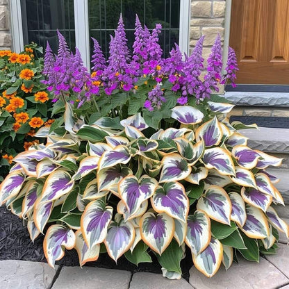 🔥🔥Premium Rare Hosta Seeds🌿 (Shade Tolerant Plant)